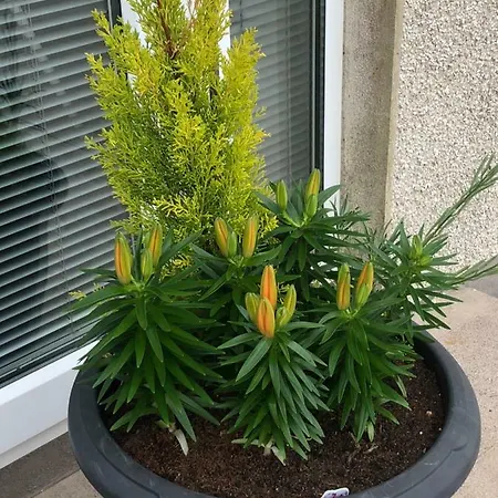 Oda ve Kahvaltı Glendale House 4*