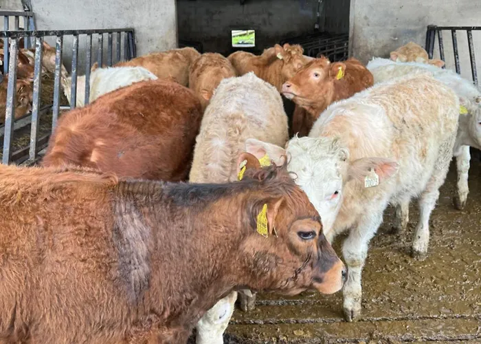 住宿加早餐酒店 Glendale House