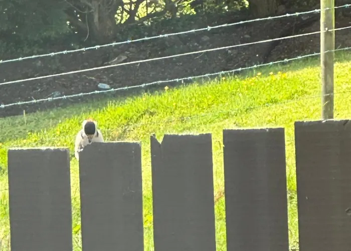 Glendale House 4* 莫纳汉