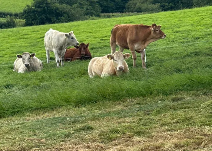 住宿加早餐酒店 Glendale House 4*