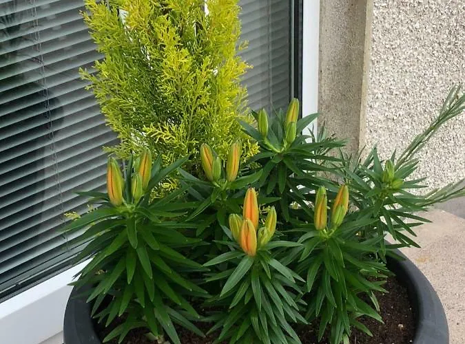 住宿加早餐酒店 Glendale House 4*